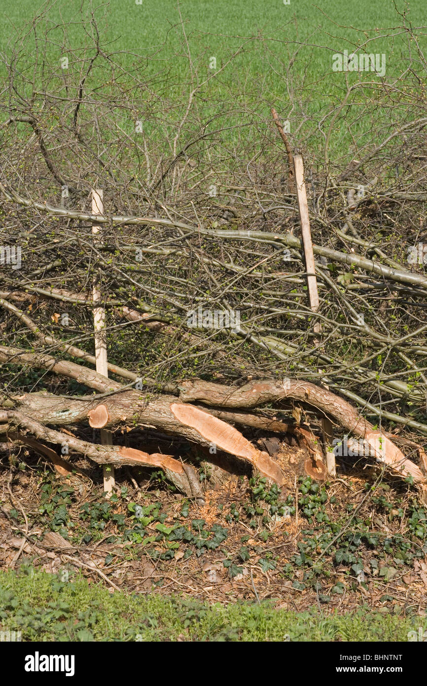 La sezione di ri-posati a confine campo Hawthorn Hedge (Crotaegus monogyna). Leicestershire. Foto Stock