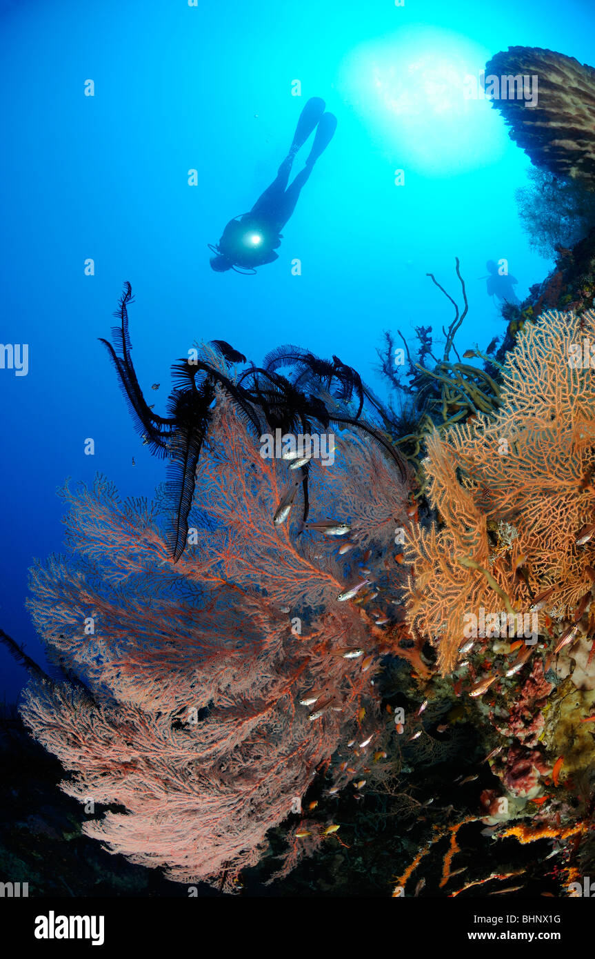 Annella mollis, Subergorgia hicksoni, scuba diver sulla colorata barriera corallina con ventilatore gigante di gorgonie, Batu Karang, Alam Eun, Bali Foto Stock