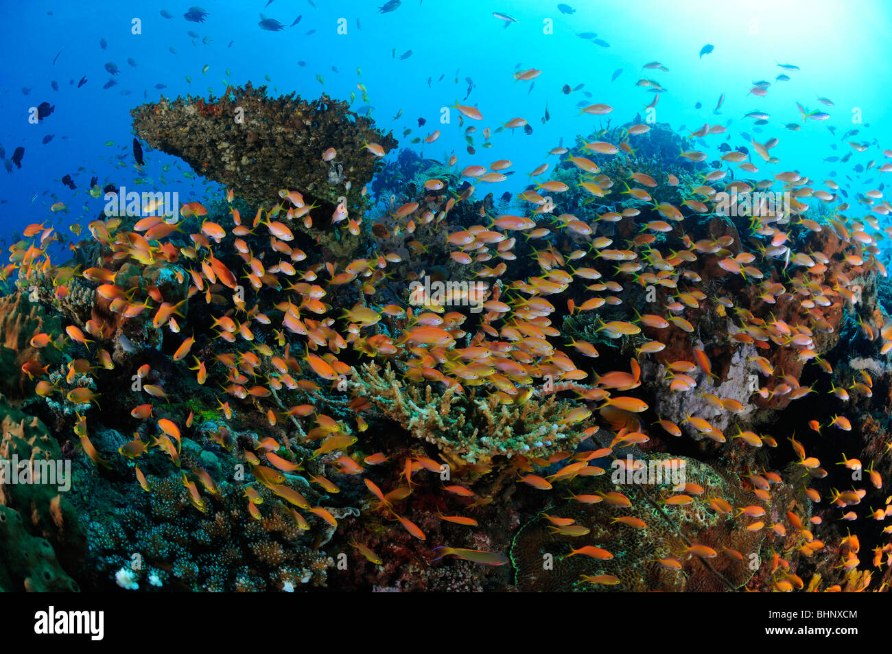Pseudanthias bicolor, Coral reef con scuola di giallo-back basslets, Bali Foto Stock
