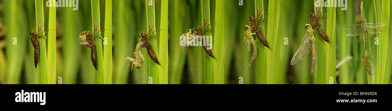 L'imperatore libellula metamorfosi Anax imperator Foto Stock
