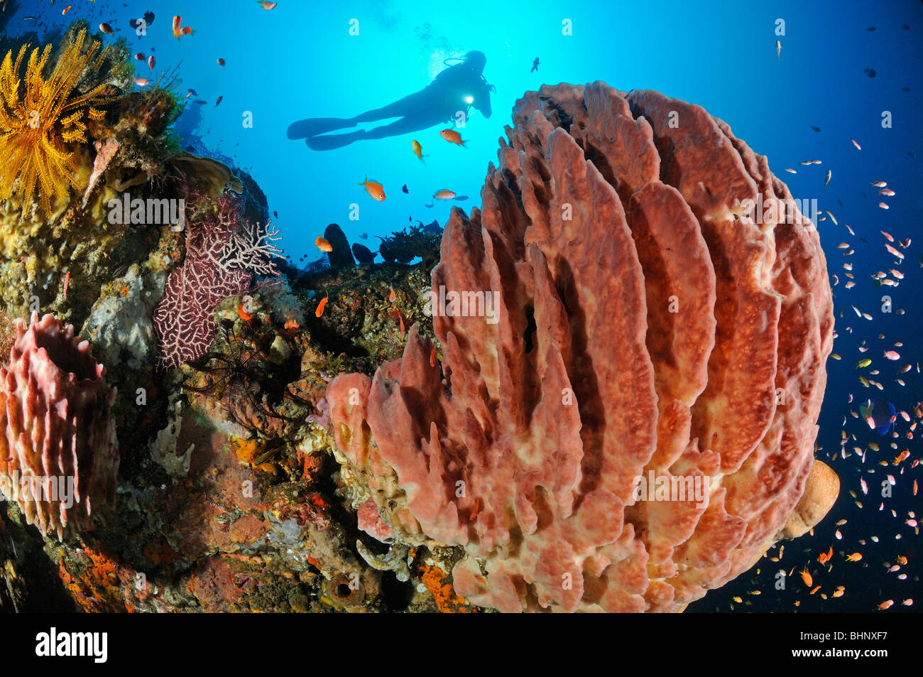 "Testudinaria Xestospongia, scuba diver al colorata barriera corallina con canna in spugna e di coralli molli, fuori di Eden, Alam Eun, Bali Foto Stock