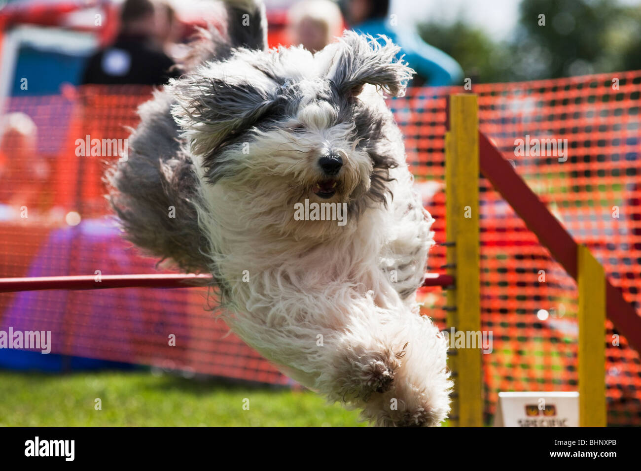 Il salto del cane in agilità la concorrenza Foto Stock