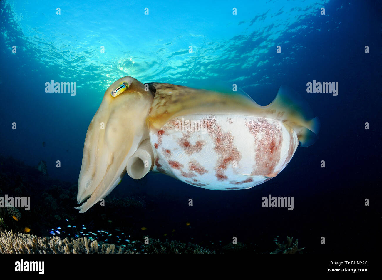 Sepia latimanus, Broadclub seppie, Alam Eun, housereef, Bali, Indonesia, Indo-pacifico Ocean Foto Stock