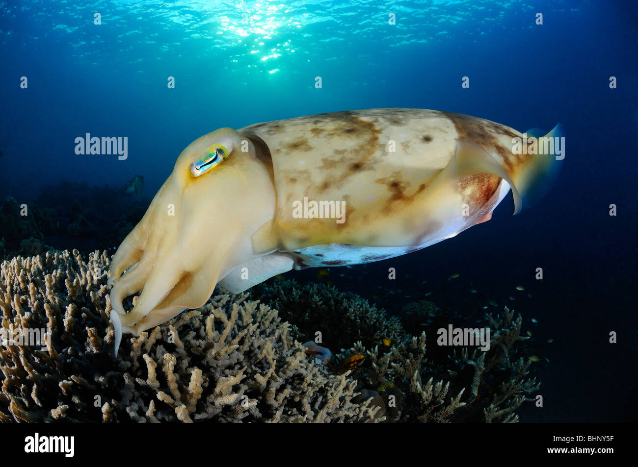 Sepia latimanus, Broadclub seppie deposizione delle uova, Alam Eun, housereef, Bali, Indonesia, Indo-pacifico Ocean Foto Stock