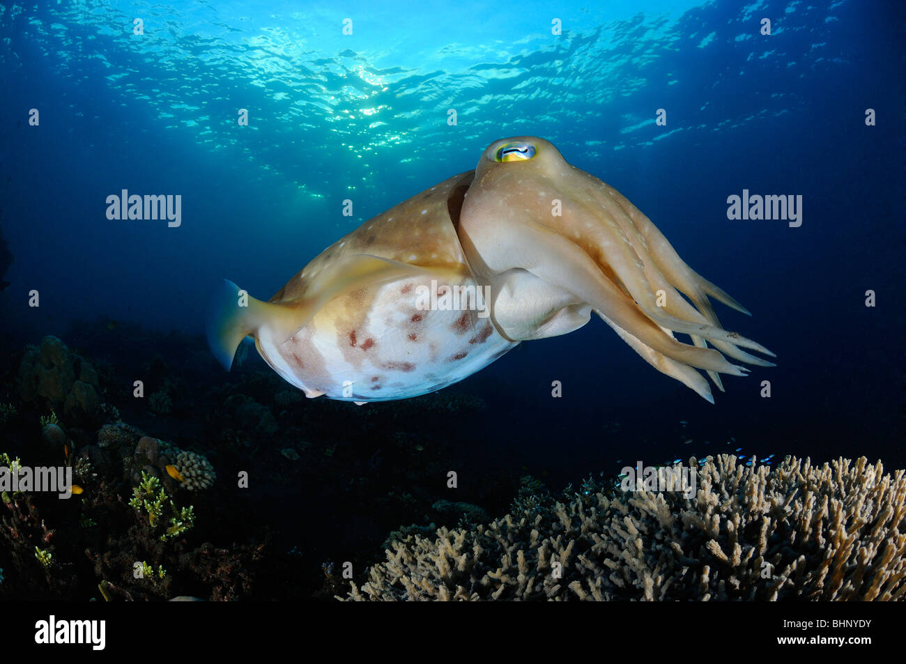 Sepia latimanus, Broadclub seppie, Alam Eun, housereef, Bali, Indonesia, Indo-pacifico Ocean Foto Stock