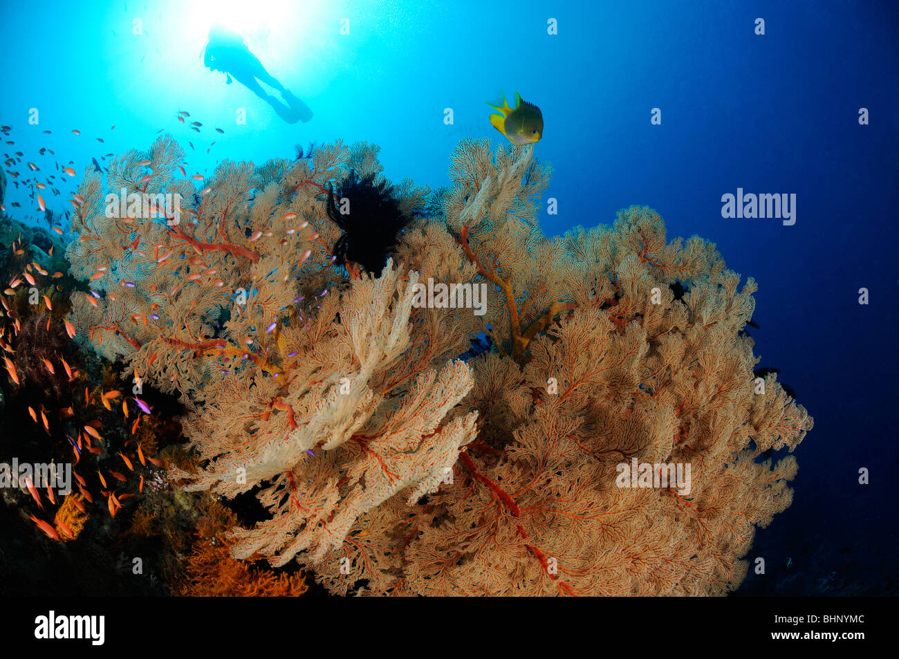 Annella mollis, Subergorgia hicksoni, scuba diver sulla colorata barriera corallina con ventilatore gigante di gorgonie, Amed, Bali Foto Stock