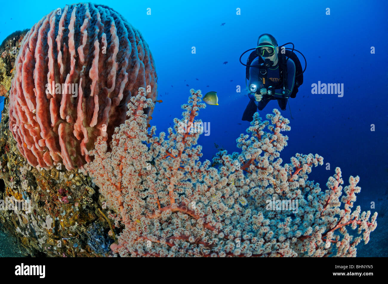 "Testudinaria Xestospongia, scuba diver con colorate barriere coralline e coralli morbidi e spugna di canna, Alam Eun, housereef, Bali Foto Stock