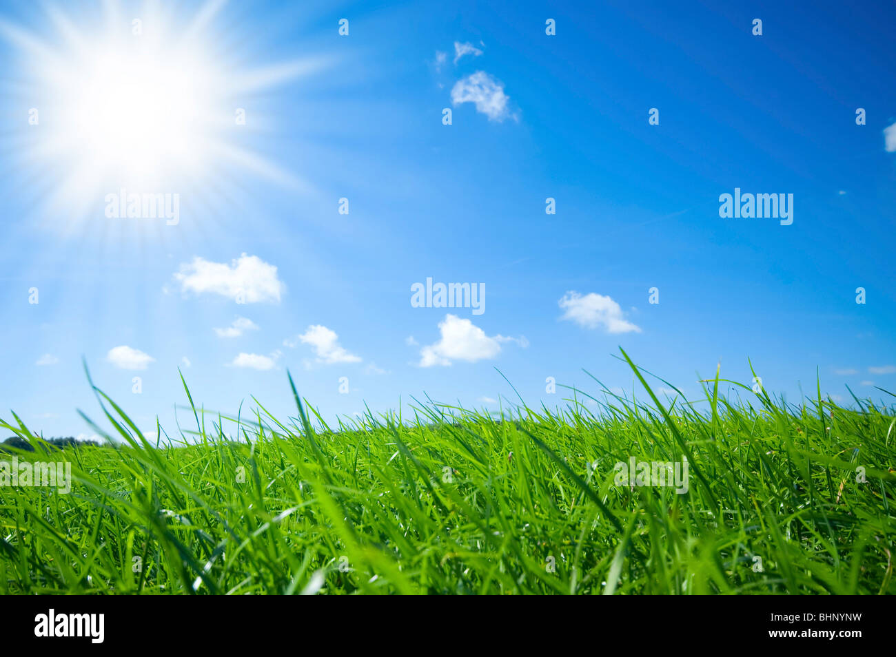 Fresco verde erba con blu brillante sullo sfondo del cielo Foto Stock