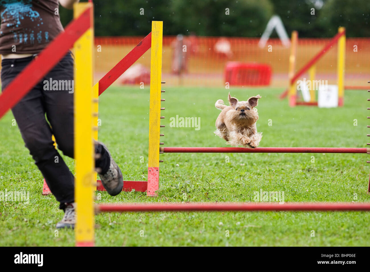 Il salto del cane in agilità la concorrenza Foto Stock