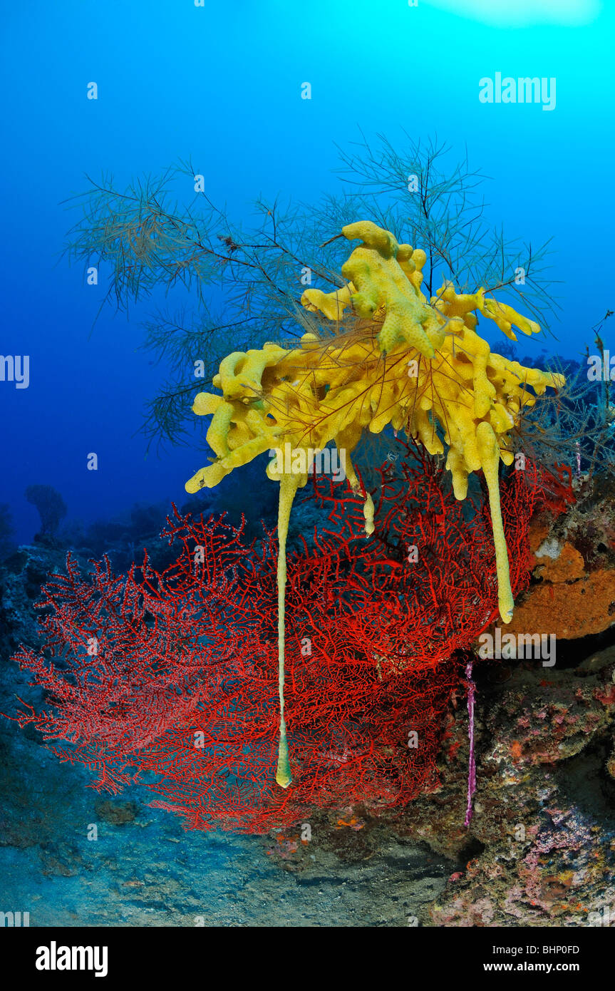 Subergorgia sp., spugna gialla sul corallo nero e mar rosso ventola, Gorgonia Reef, Pemuteran, Bali, Indonesia, Indo-pacifico Ocean Foto Stock
