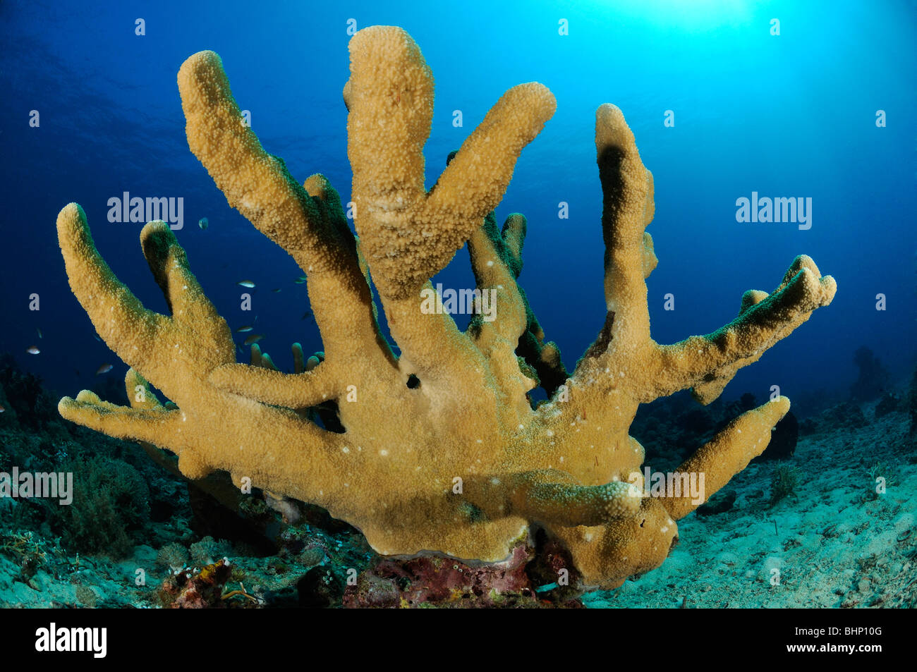 Acropora robusta, robusto tavolo coral, Pemuteran, Napoleone Reef, Bali, Indonesia, Indo-pacifico Ocean Foto Stock