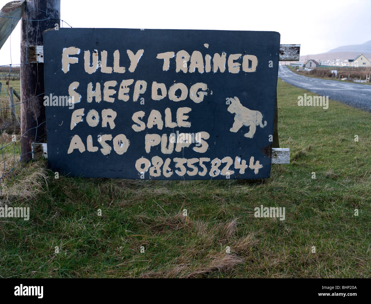 Segno pubblicità sheepdogs addestrati in vendita nella contea di Mayo in Irlanda Foto Stock