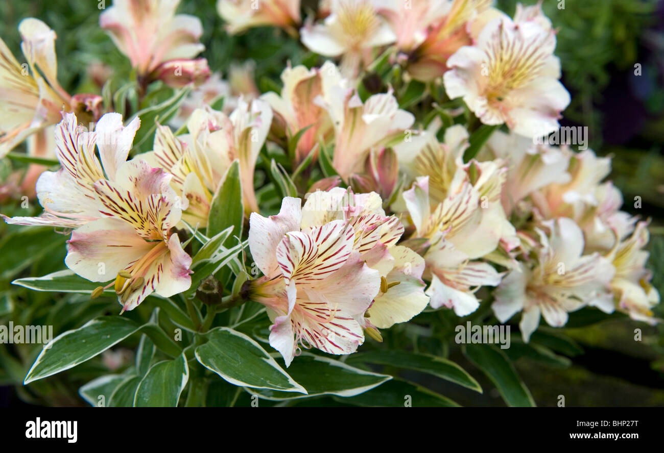 Alstroemeriaceae/Liliaceae Alstroemeria 'Fabiana' a forma di tromba fiore giglio Peruviano con lunghi stame Foto Stock