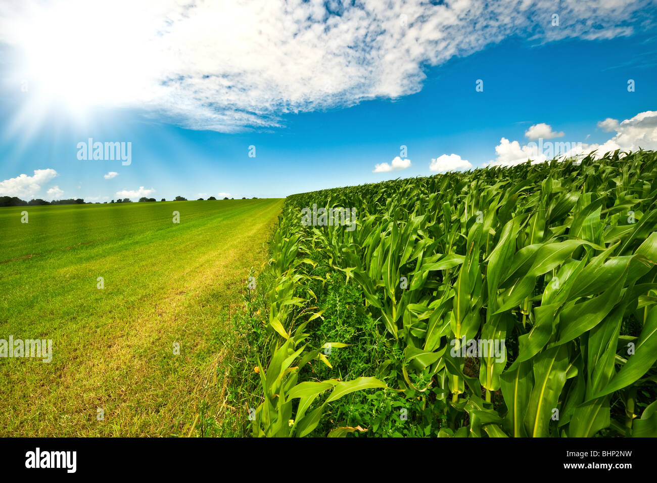 Terreni agricoli in estate con fresco verde erba, campo di mais e luminoso cielo blu Foto Stock