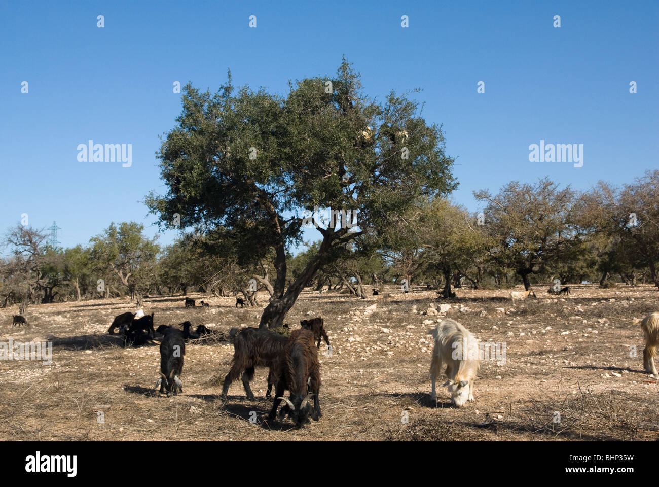 Caprini in piedi in un albero di Argan (Argania spinosa) di alimentazione sulle foglie e frutta. Marrakech-Tensift-El Haouz regione, Marocco. Foto Stock