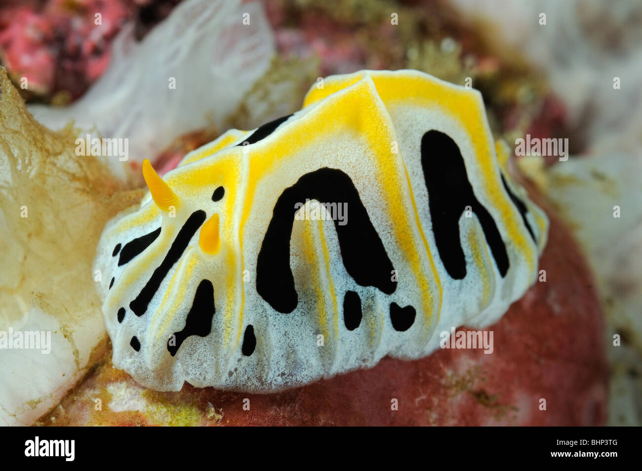 Reticulidia fungia, giallo bianco nero nudibranch, Pemuteran, Bali, Indonesia, Indo-pacifico Ocean Foto Stock