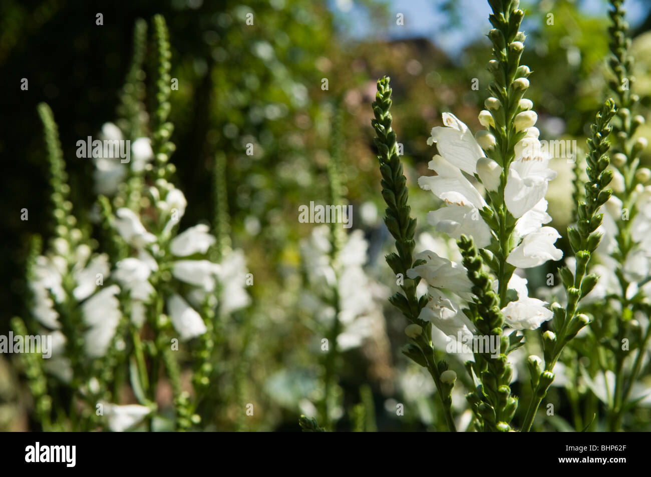 Impianto obbediente/Falso Dragonhead (Physostegia virginiana) cresce in un giardino soleggiato confine Foto Stock