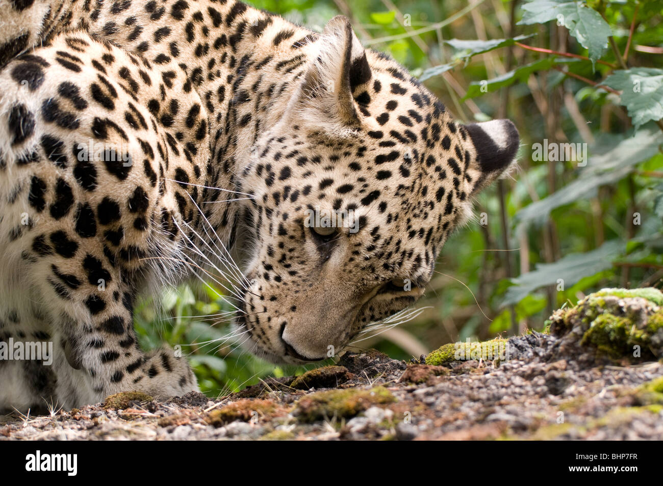 Leopardo persiano in cattività Foto Stock