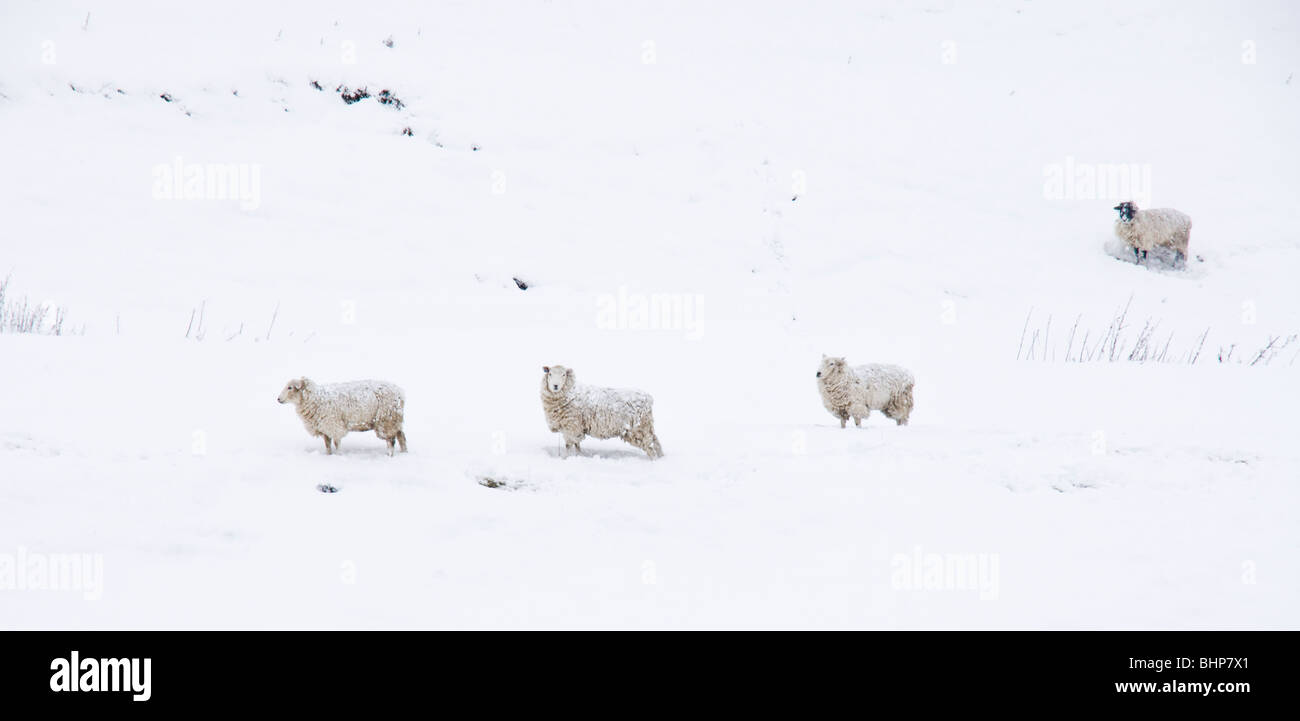 Pecore in presenza di un notevole manto di neve Foto Stock