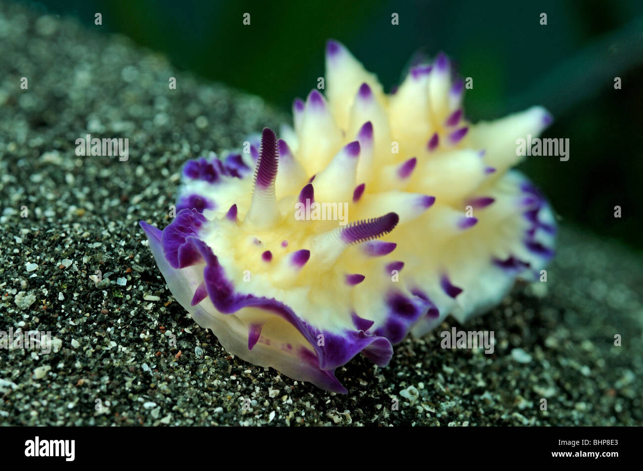 Mexichromis multituberculata, giallo viola nudibranch deposizione delle uova, Secret Bay, Gilimanuk, Bali, Indonesia, Indo-pacifico Ocean Foto Stock