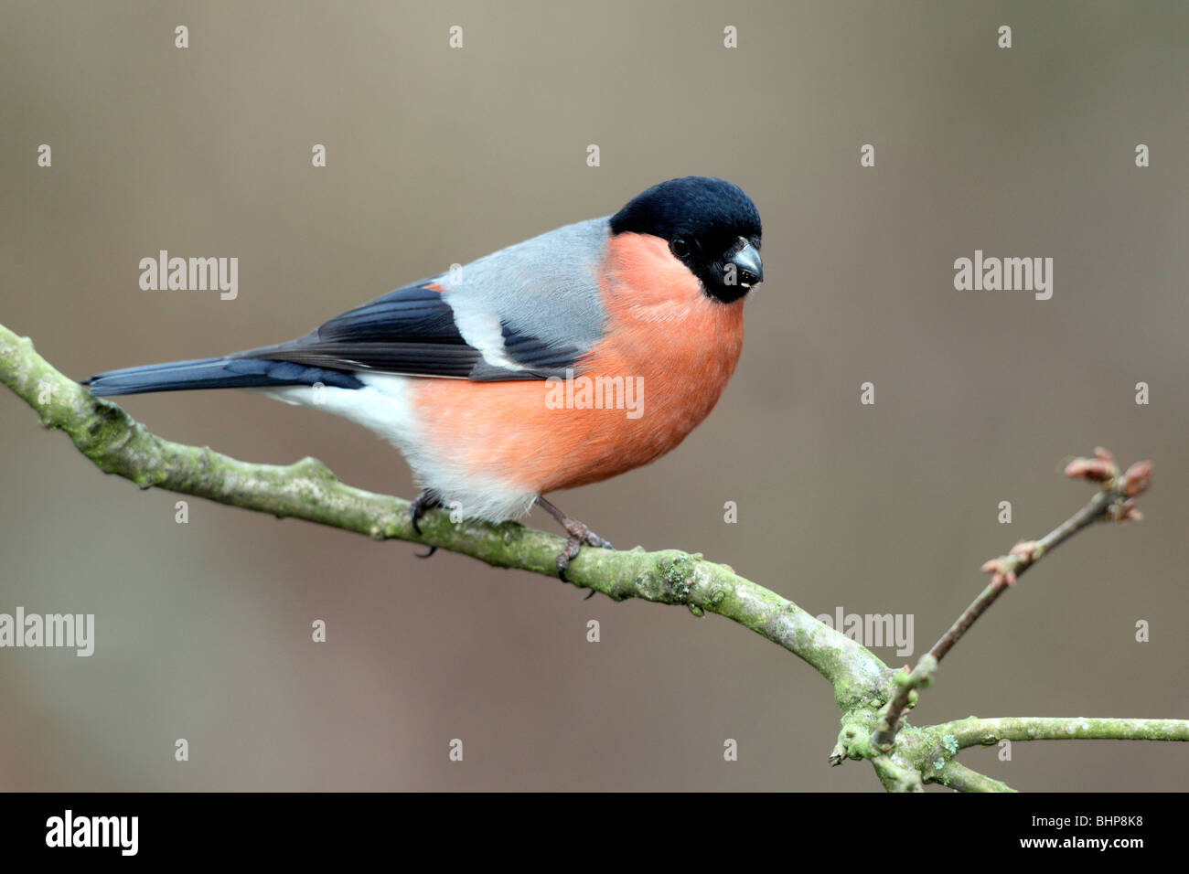 Bullfinch, Pyrrhula pyrrhula, maschio singolo sul ramo, Staffordshire, inverno 2010 Foto Stock