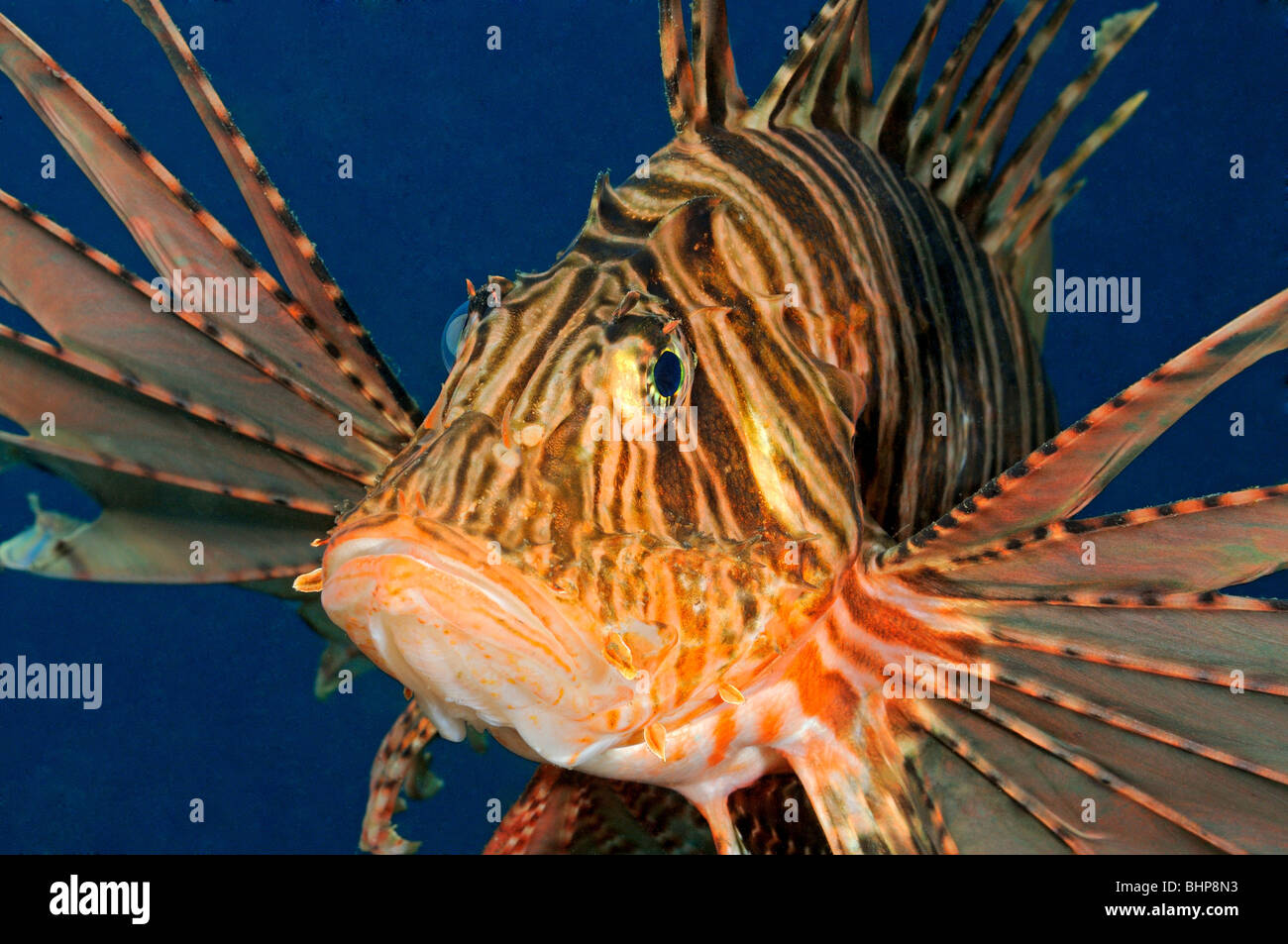 Pterois volitans, leone comune, Leone Rosso, Secret Bay, Gilimanuk, Bali, Indonesia, Indo-pacifico Ocean Foto Stock