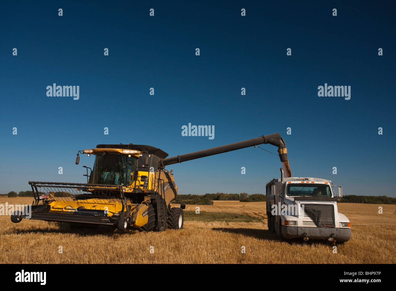 Offload di mietitrebbia il grano in attesa di carrello, Redvers, Saskatchewan, Canada Foto Stock