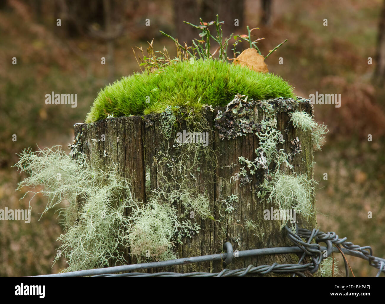 Palo da recinzione con MOSS e varie specie di licheni Foto Stock