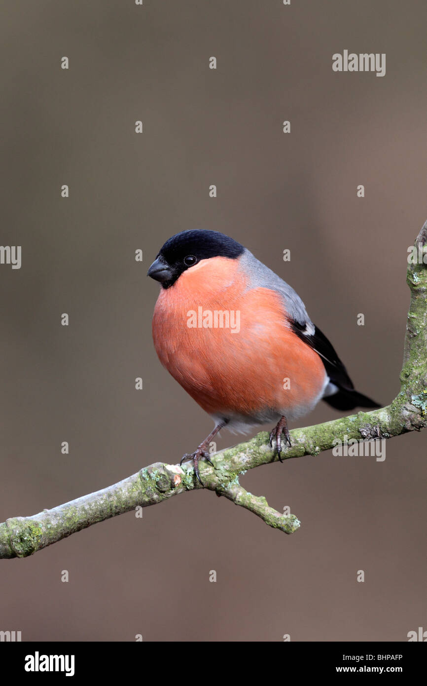 Bullfinch, Pyrrhula pyrrhula, maschio singolo sul ramo, Staffordshire, inverno 2010 Foto Stock