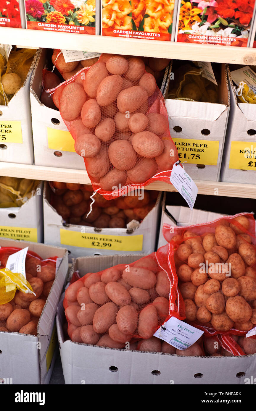 Sacchi di tuberi seme di patate in vendita, REGNO UNITO Foto Stock