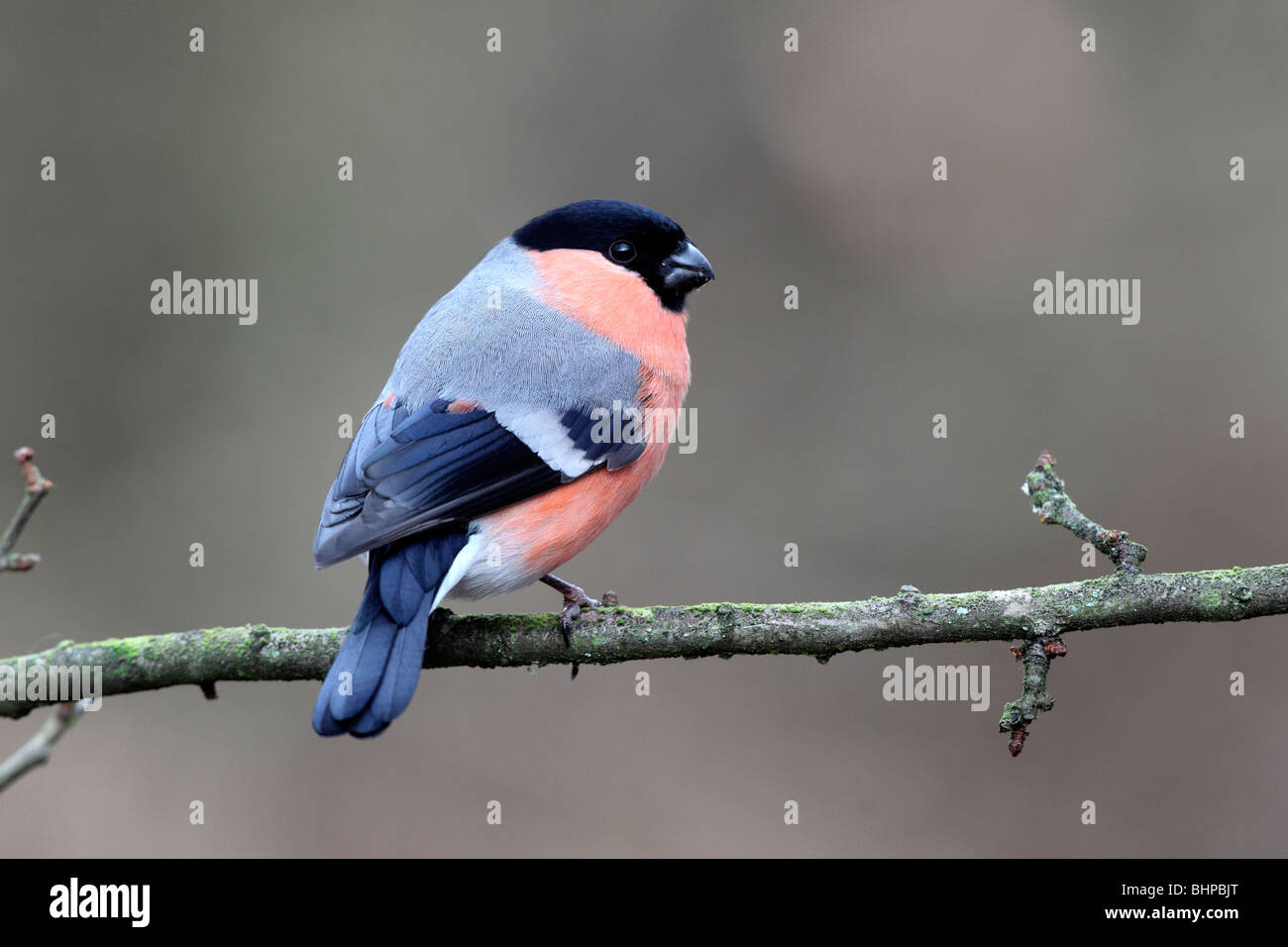 Bullfinch, Pyrrhula pyrrhula, maschio singolo sul ramo, Staffordshire, inverno 2010 Foto Stock