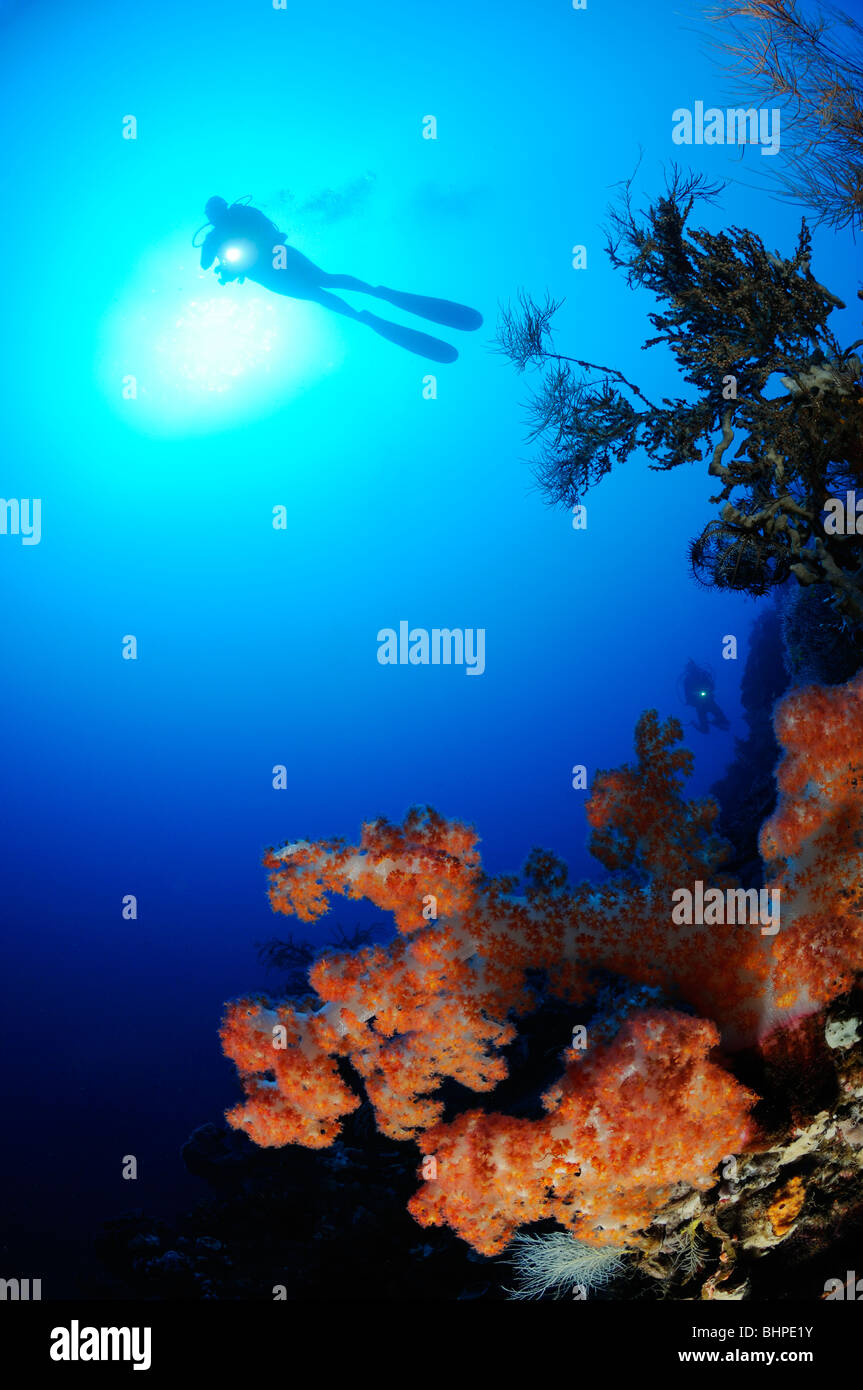 Dendronephthya klunzingeri, scuba diver con colorate barriere coralline e coralli morbidi e spugna di canna, Alam Batu, Housereef, Bali Foto Stock