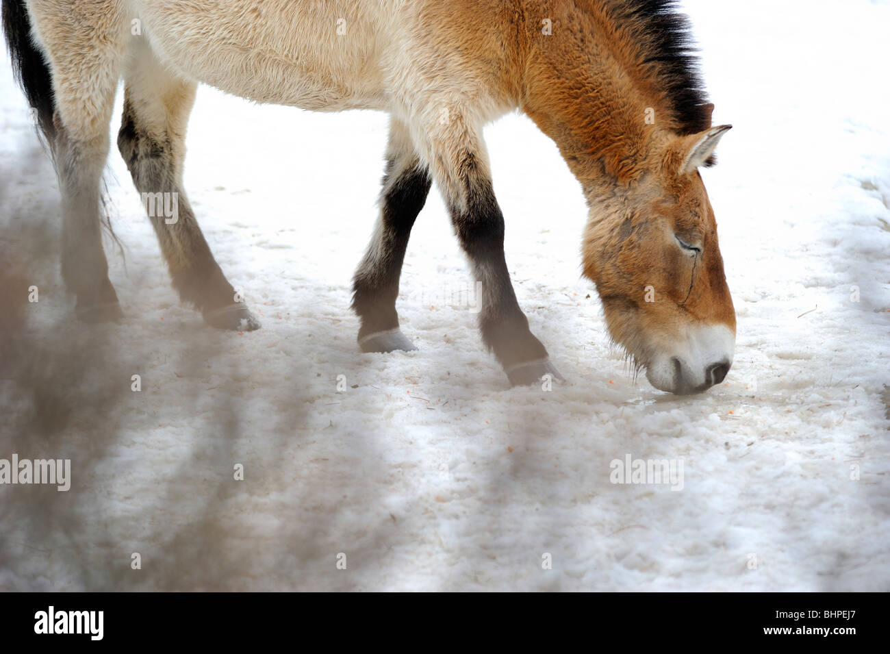 Cavallo di Przewalski nella neve Foto Stock