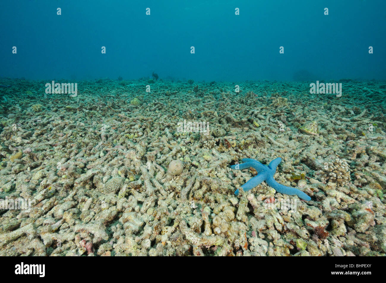 Linckia laevigata, blu stella di mare morto sulla barriera corallina, Bali, Indonesia, Indo-pacifico Ocean Foto Stock