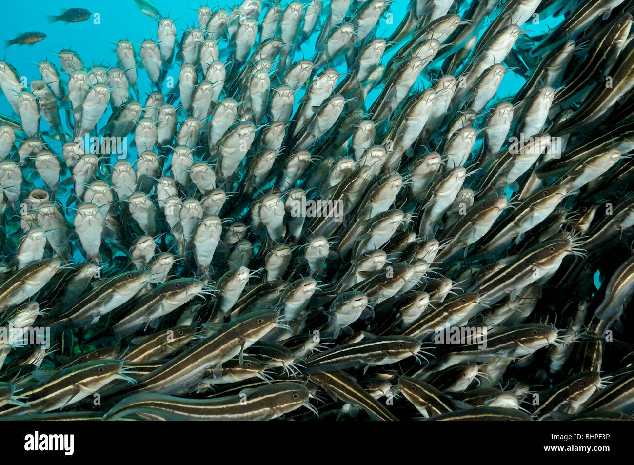 Plotosus lineatus, scuola di strisce di Anguilla Lupo di mare, Secret Bay, Gilimanuk, Bali, Indonesia, Indo-pacifico Ocean Foto Stock