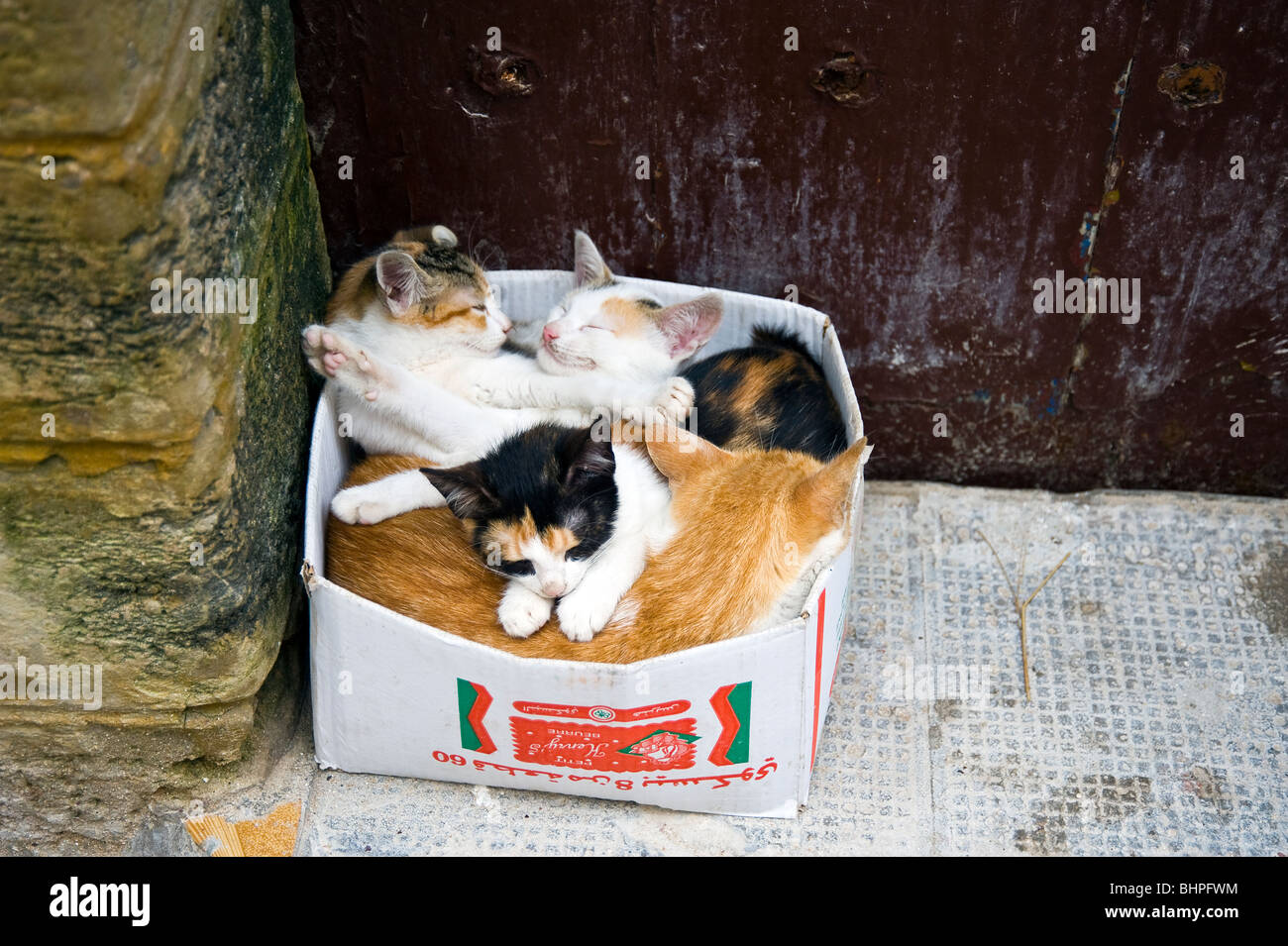 Gatti in una scatola di cartone in porta a Essaouira, Marocco Foto Stock