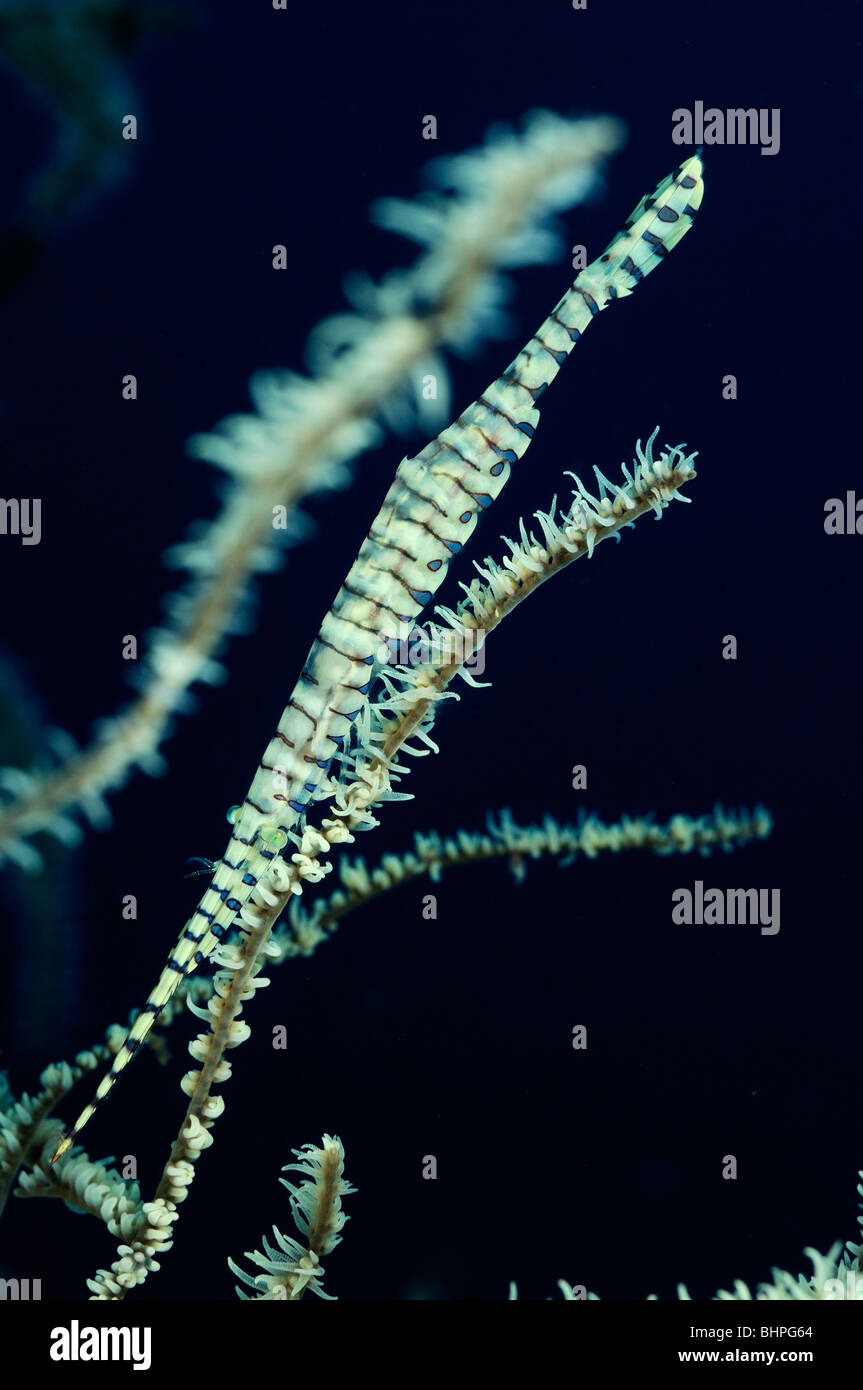 Tozeuma armatum, Ago gamberetti su corallo nero, Bali, Indonesia, Indo-pacifico Ocean Foto Stock