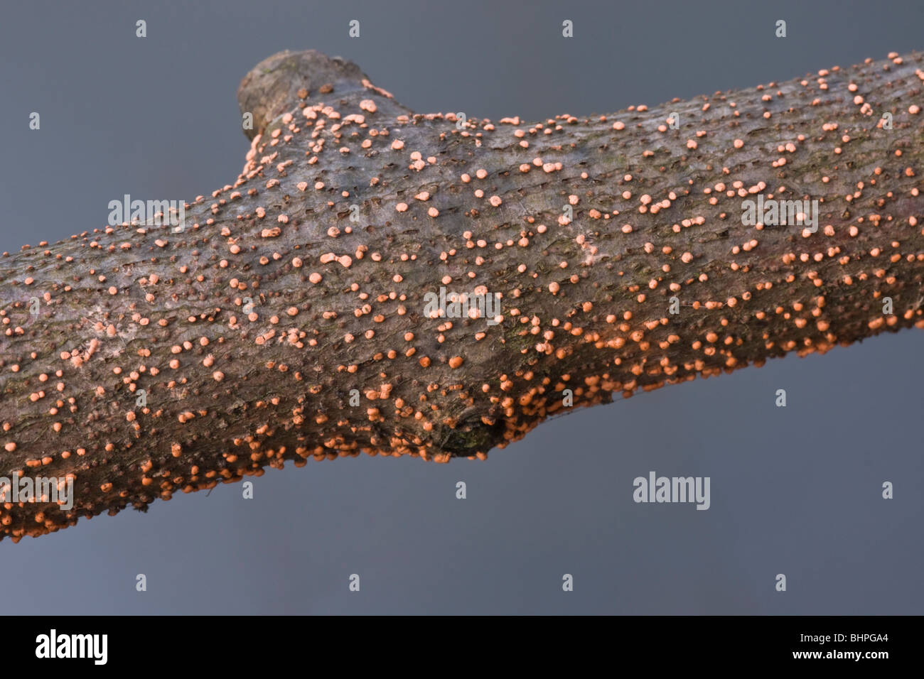 Coral spot (fungo Nectria cinnabarina) che cresce su un gregge di recinzione rustica. Foto Stock