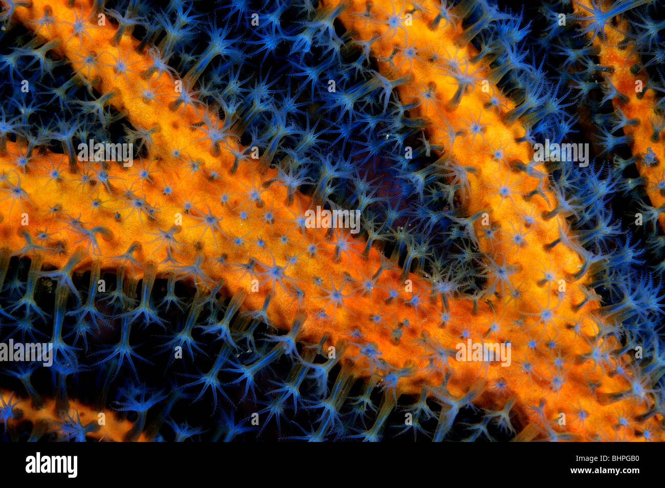 Anthogorgia sp., dettaglio di corallo con polipi blu, Bali, Indonesia, Indo-pacifico Ocean Foto Stock