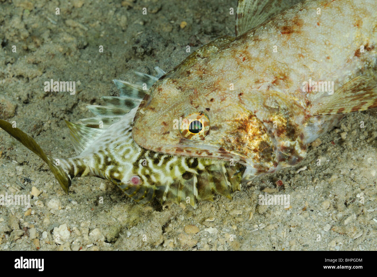 Synodus sp., Lizardfish alimentazione con pesce in bocca la museruola, Bali, Indonesia, Indo-pacifico Ocean Foto Stock