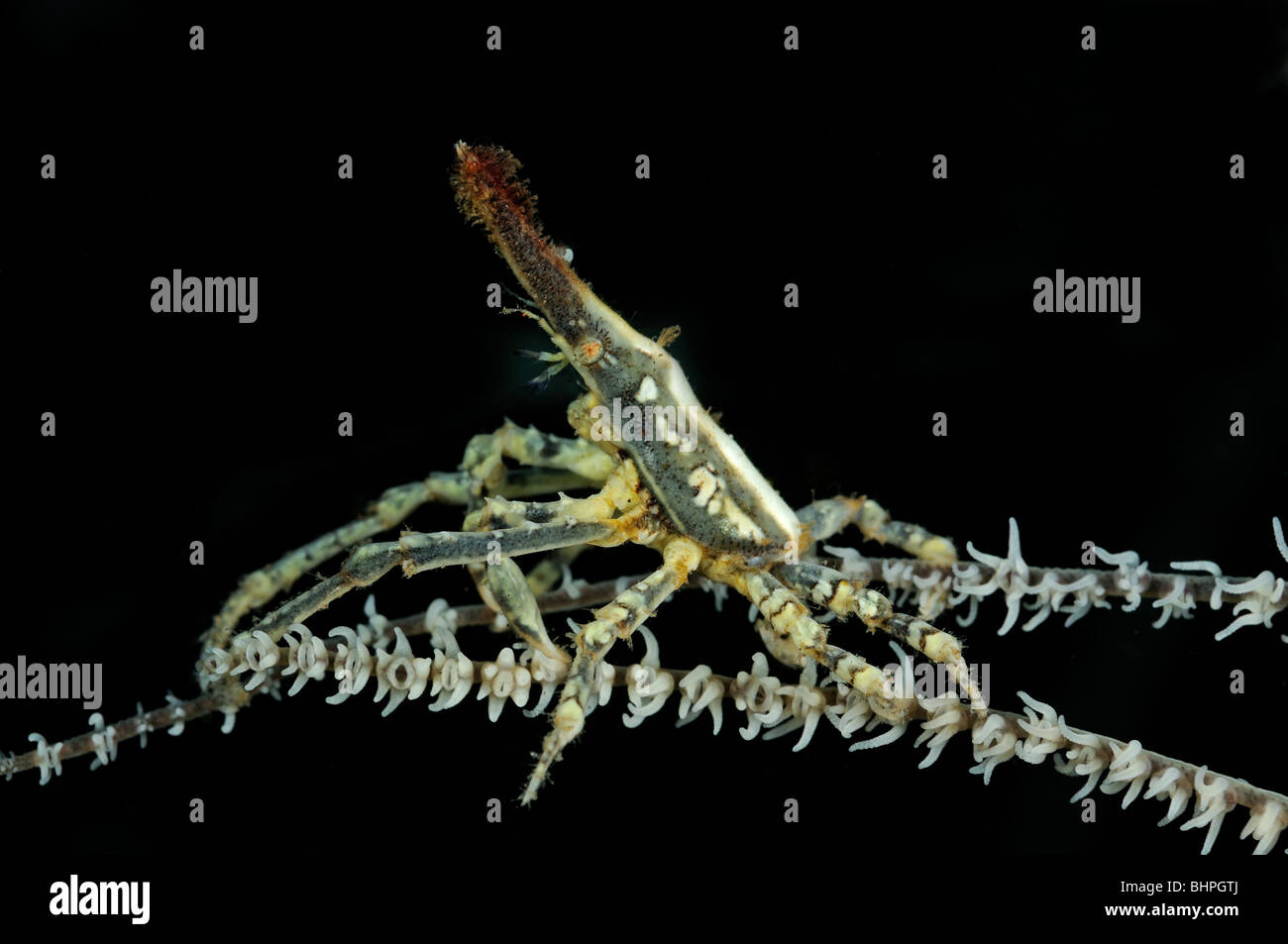 Xenocarcinus tuberculatus, Xeno-Crab, Xeno granchio, frusta Coral granseola in corallo nero, Alam Batu, housereef, Tulamben, Bali Foto Stock