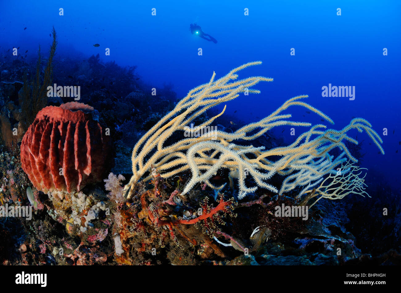 Scuba Diver al colorata barriera corallina con canna in spugna e di coralli molli, Alam Batu, Housereef, Bali Foto Stock