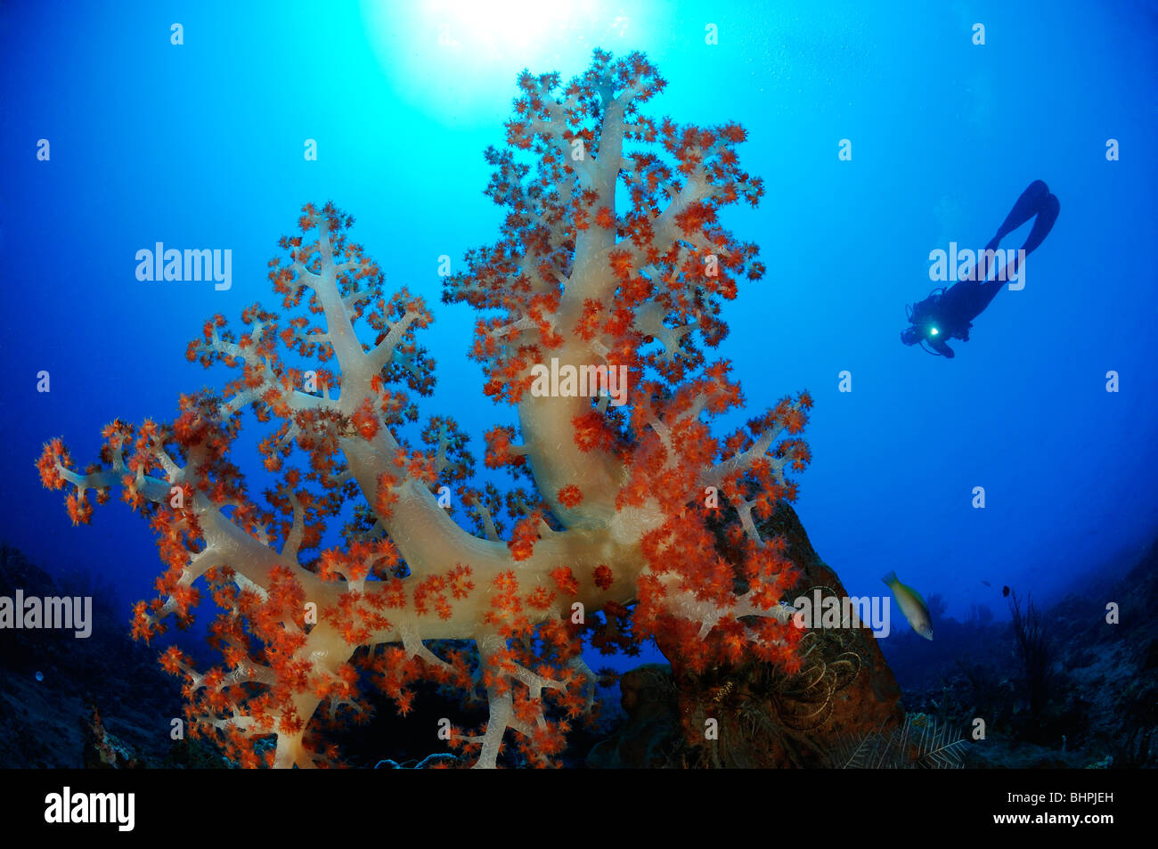 Dendronephthya klunzingeri, scuba diver con colorate barriere coralline e coralli molli, Alam Batu, Housereef, Bali Foto Stock