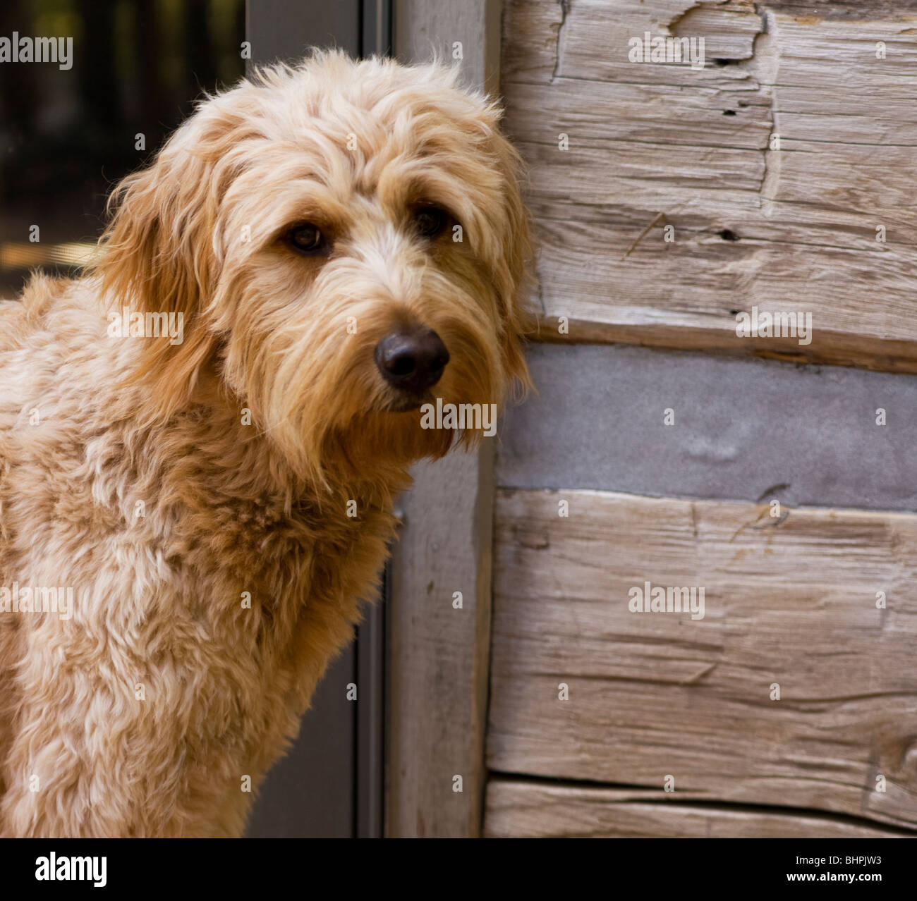 Un goldendoodle è ipoallergenico e rende grande un pet. Foto Stock