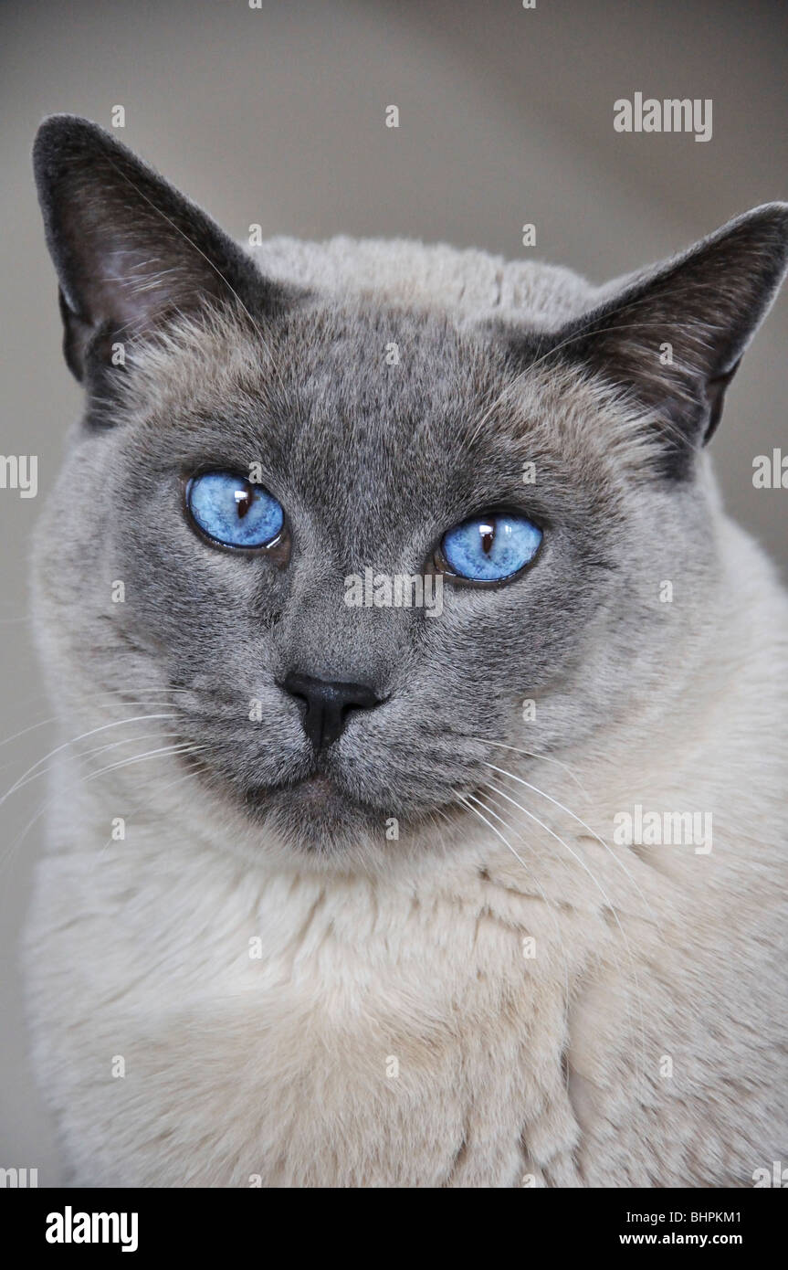Gatto Siamese Foto Immagine Stock 28157921 Alamy
