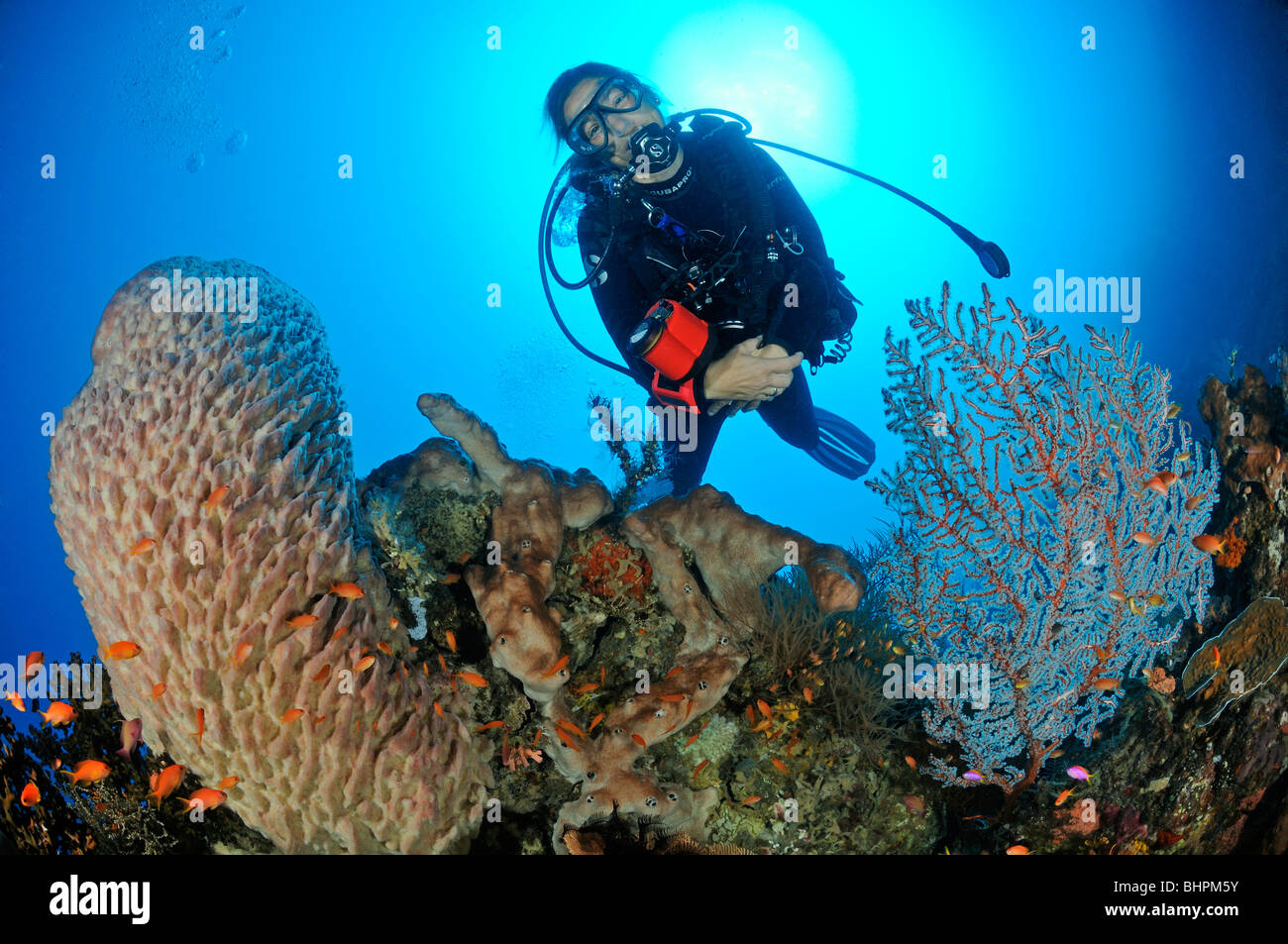 "Testudinaria Xestospongia, scuba diver al colorata barriera corallina con canna in spugna e di coralli molli, Bali Foto Stock