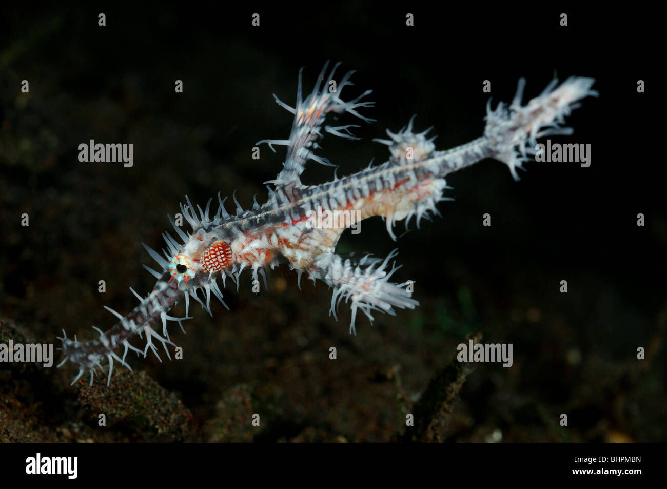 Solenostomus paradoxus, Arlecchino ghost pipefish ornate ghost pipefish, Alam Batu, housereef, Tulamben, Bali Foto Stock