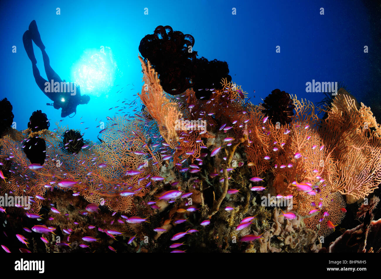 Pseudanthias tuka, scuba diver con colorate barriere coralline e viola della regina e di coralli molli, Alam Batu, Housereef, Bali Foto Stock