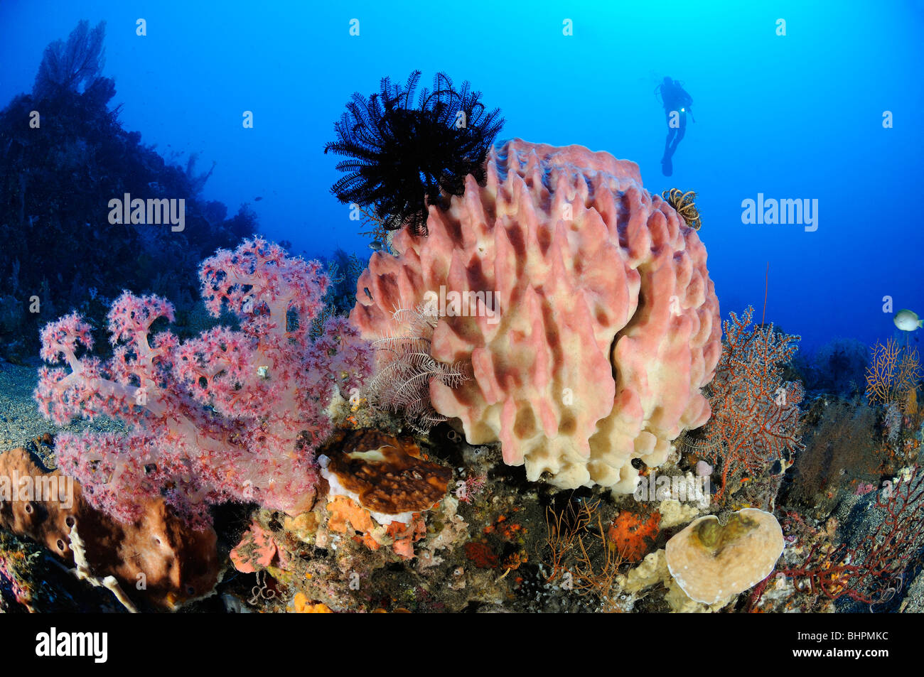 "Testudinaria Xestospongia, Dendronephthya sp., scuba diver al colorata barriera corallina con canna in spugna e di coralli molli, Bali Foto Stock