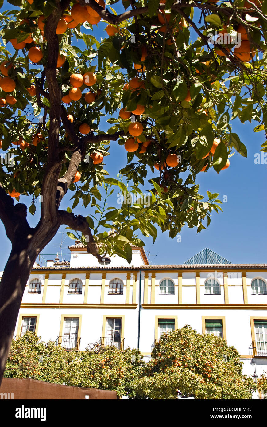 Alberi di arancio al di fuori del palazzo di Alcazar, Siviglia, Spagna Foto Stock